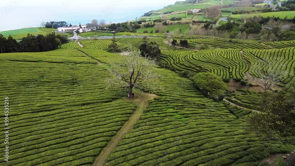 Tea plantation drone aerial view in Sao Miguel azores island. Tea plantation drone aerial view in Sao Miguel azores island.