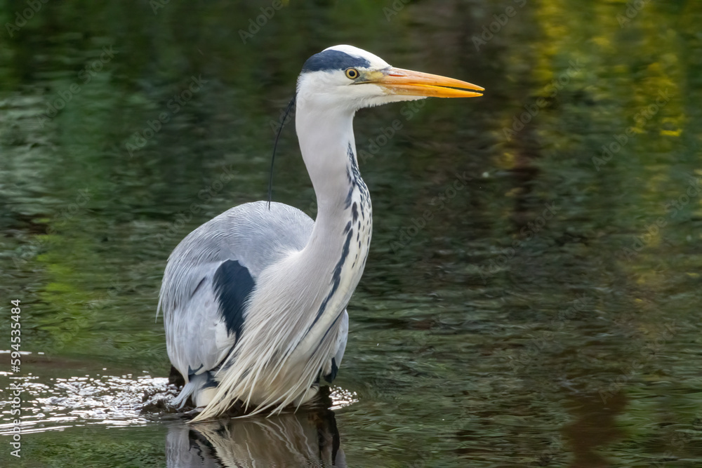 large grey heron bird close up head portrait with lovely green reflection on the water large grey heron bird close up head portrait with lovely green reflection on the water
