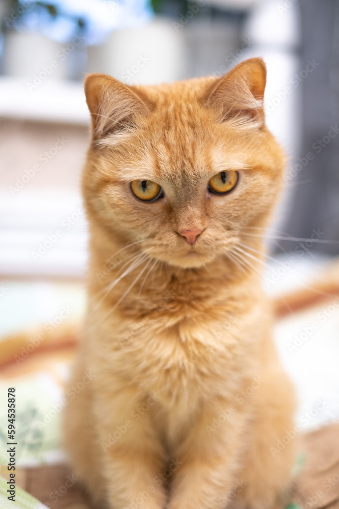 Red cat sits on the bed, on colored linen, looks, looks very carefully, cat's whiskers, cat's eye Red cat sits on the bed, on colored linen, looks, looks very carefully, cat's whiskers, cat's eye