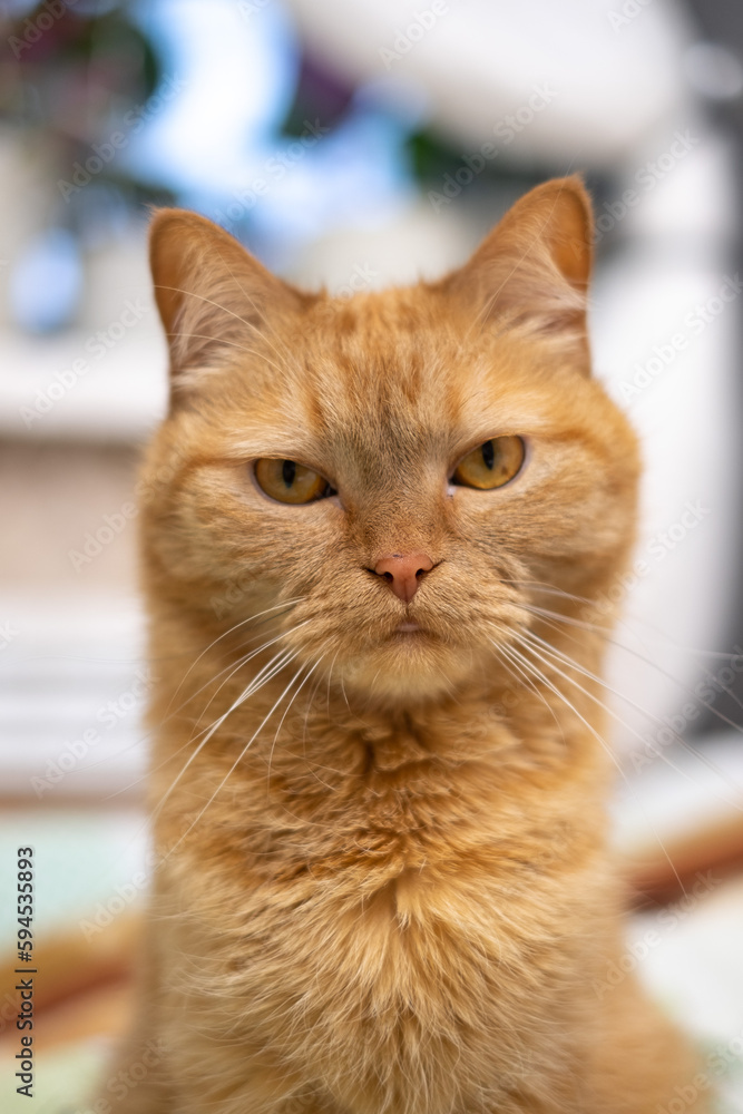 Red cat sits on the bed, on colored linen, looks, looks very carefully, cat's whiskers, cat's eye Red cat sits on the bed, on colored linen, looks, looks very carefully, cat's whiskers, cat's eye