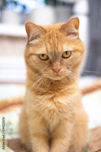 Red cat sits on the bed, on colored linen, looks, looks very carefully, cat's whiskers, cat's eye