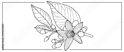 Black and white vector illustration with flower, branches and leaves. Illustration for coloring books, covers, decor, postcards and presentations