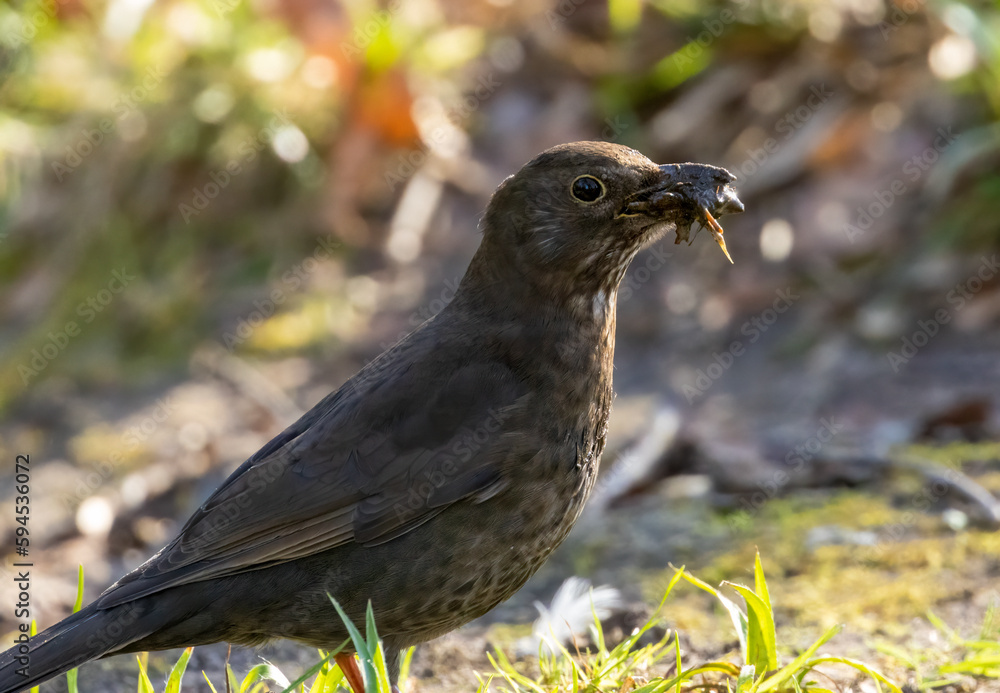 Fototapeta premium Female blackbird foraging in the undergrowth and gathering bugs and worms for fledglings 