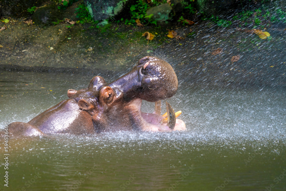 Fototapeta premium The common hippopotamus, Hippopotamus amphibius, or hippo, is a large, mostly herbivorous, semiaquatic mammal native to sub-Saharan Africa