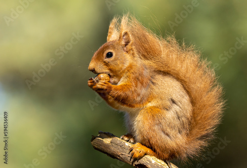 cute Scottish red squirrel sitting on a branch in the sunshine eating a nut with beautiful green  woodland background 