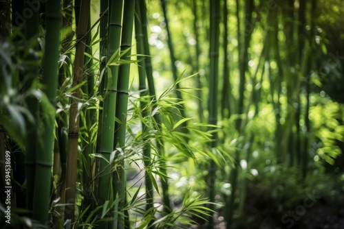 Bamboo forest daylight. Generate Ai