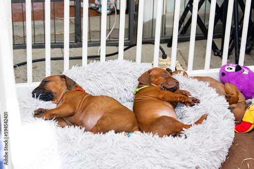 Beautiful puppies rhodesian ridgeback, blacknose and livernose, sleeping on grey pillow