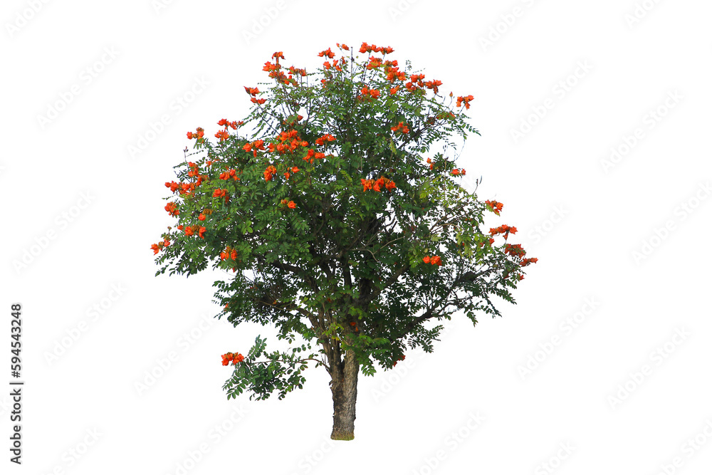 A large tree full of small red flowers isolated on white background.