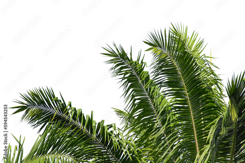 green coconut leaf or tree branch isolated on white background.
