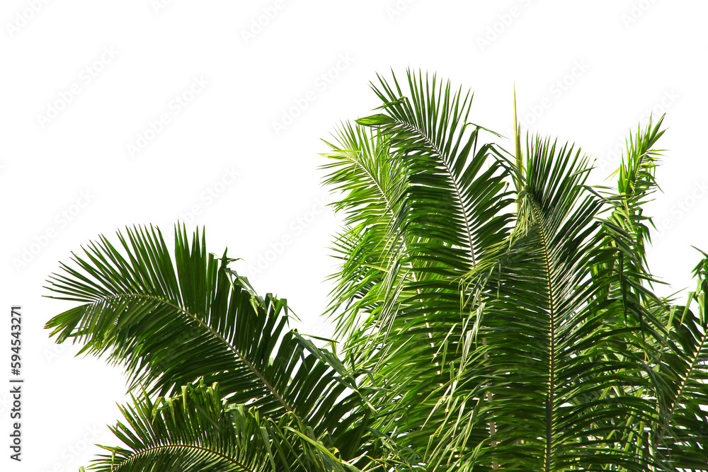 green coconut leaf or tree branch isolated on white background. green coconut leaf or tree branch isolated on white background.