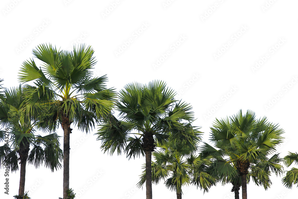 Fototapeta premium green coconut leaf or tree branch isolated on white background.