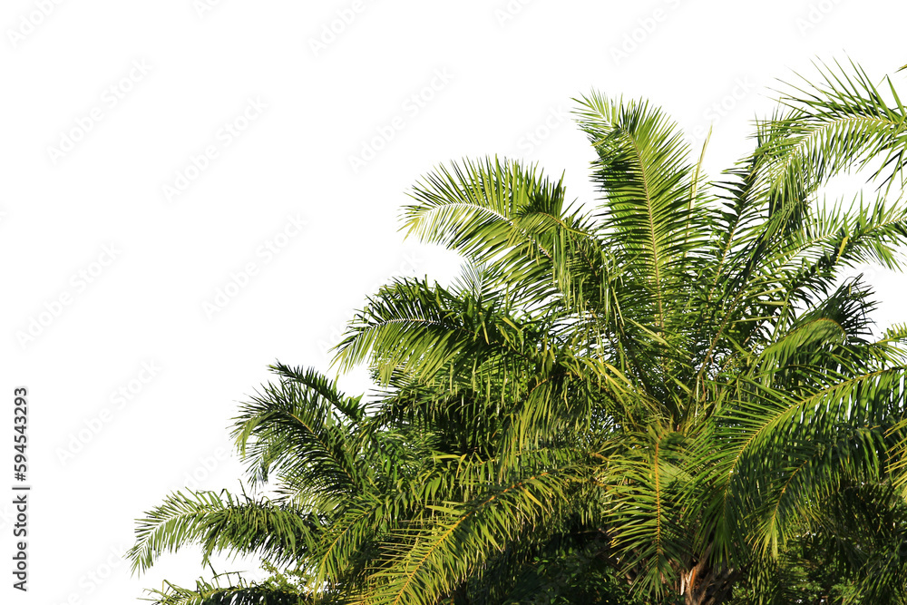 green coconut leaf or tree branch isolated on white background. green coconut leaf or tree branch isolated on white background.