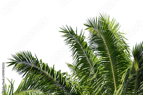 green coconut leaf or tree branch isolated on white background. © Parichart