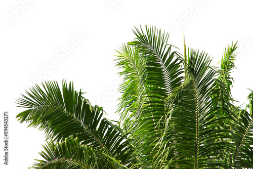 green coconut leaf or tree branch isolated on white background.