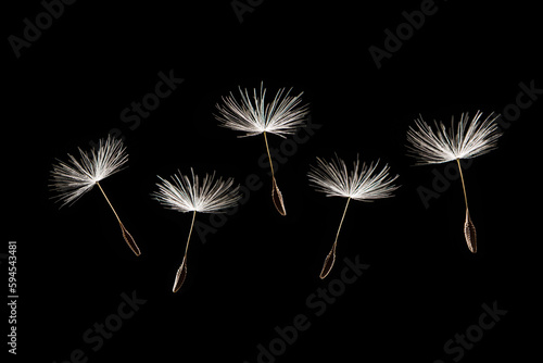 Fluffy dandelion seeds isolated on white background