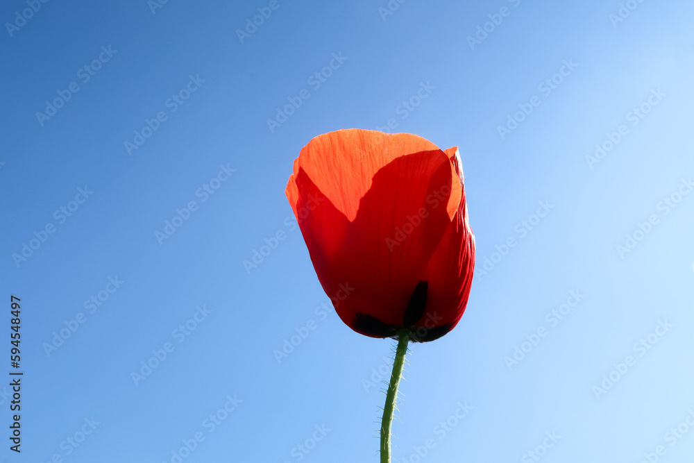 Obraz premium Poppy flower petals red color detail close up macro photography