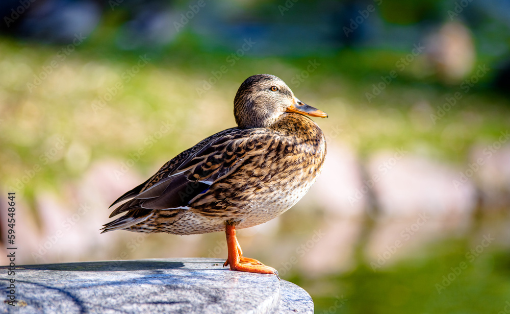 A wild duck stands on the shore of a lake A wild duck stands on the shore of a lake