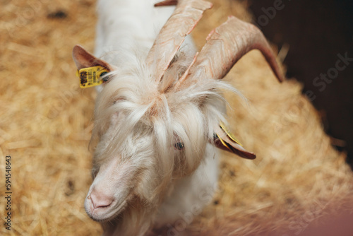 Dominator Goat Male with large Horns and Long Hairs, Head Portrait photo