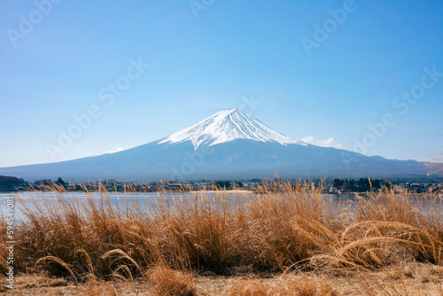 View of mount fuji with blue sky. Tall yellow grass and Lake Kawaguchi in the foreground.