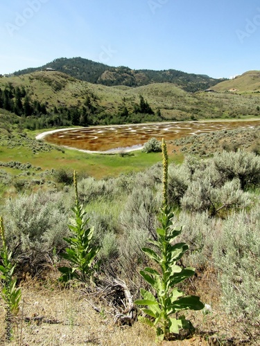 Common Mullein plants and Spotted lake near the city of Osoyoos, Okanagan Valley, British Columbia Canada
