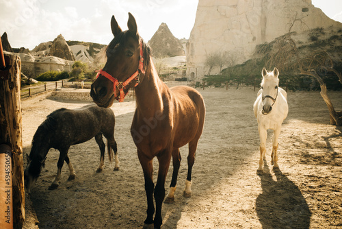 Brown and white horses standing on land against mountains in Goreme  Cappadocia. Turkey