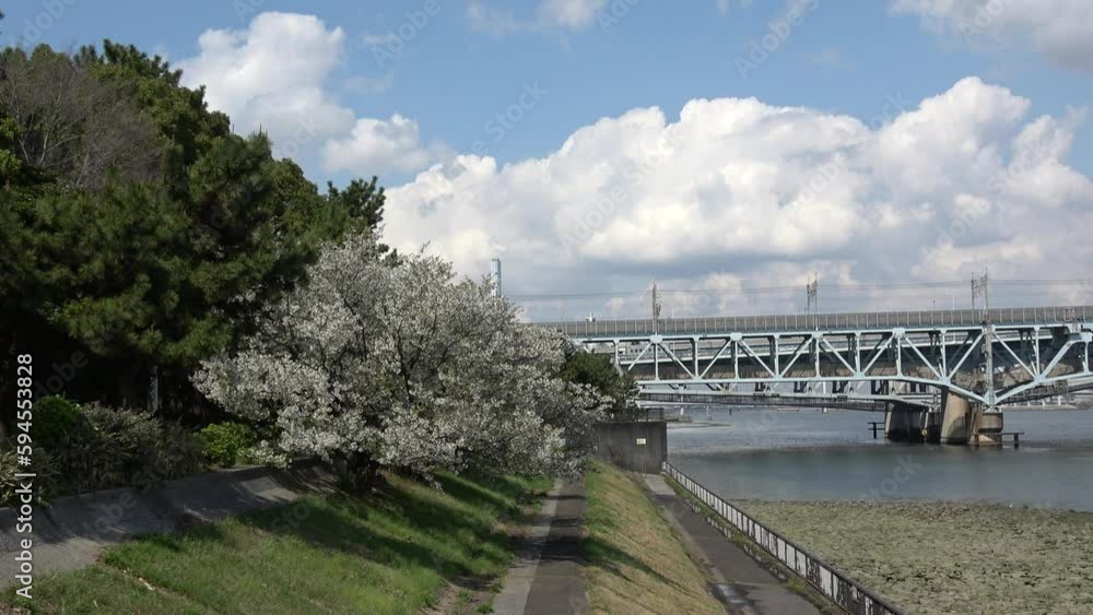 桜と橋を渡る鉄道　東京　新木場緑道公園　2023年