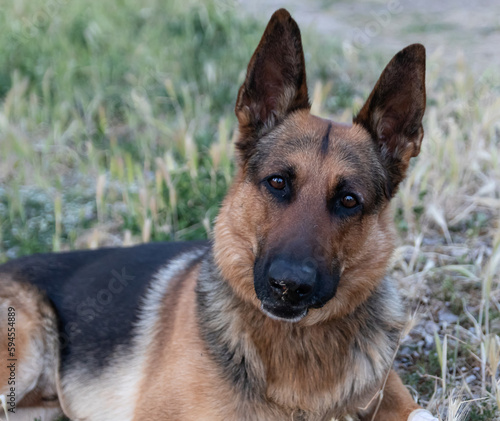 A dog portrait of a German Shepherd with a happy gesture