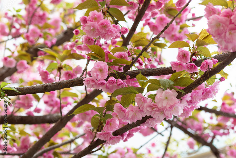 Branches of cherry blossoms. Hanami spring season Branches of cherry blossoms. Hanami spring season