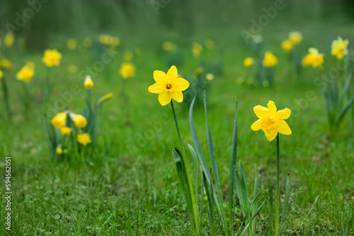 żonkile w parku, daffodils