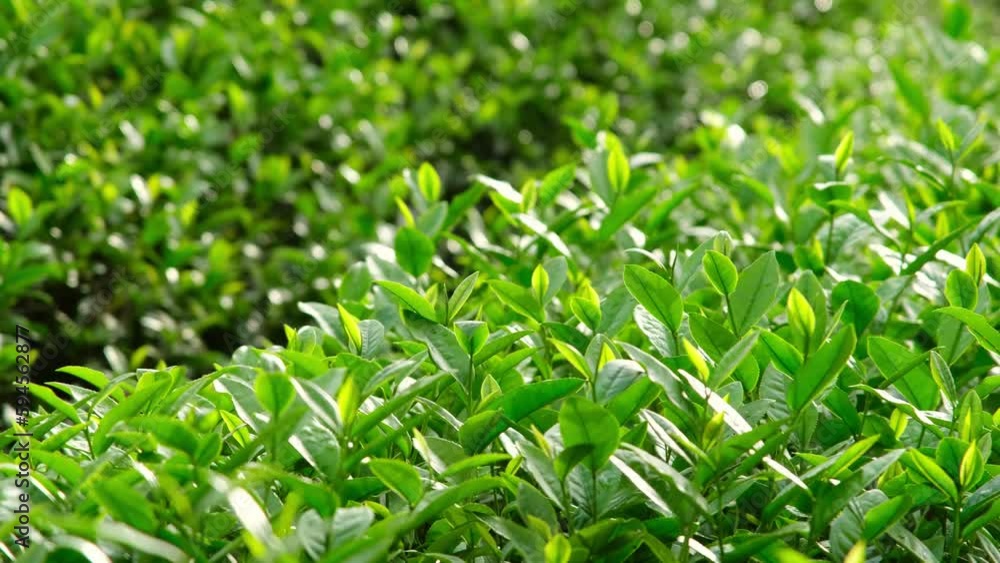 Close-up view of a lot of fresh green tea leaves at the tea plantation in the early morning. Green tea leaf is an excellent source of powerful antioxidants Close-up view of a lot of fresh green tea leaves at the tea plantation in the early morning. Green tea leaf is an excellent source of powerful antioxidants