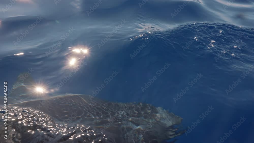 Closeup of great white shark mako swimming underwater in front of