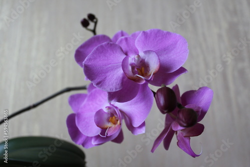 Phalaenopsis orchid in a flower pot on the windowsill in the house. Care of a houseplant. Home garden.