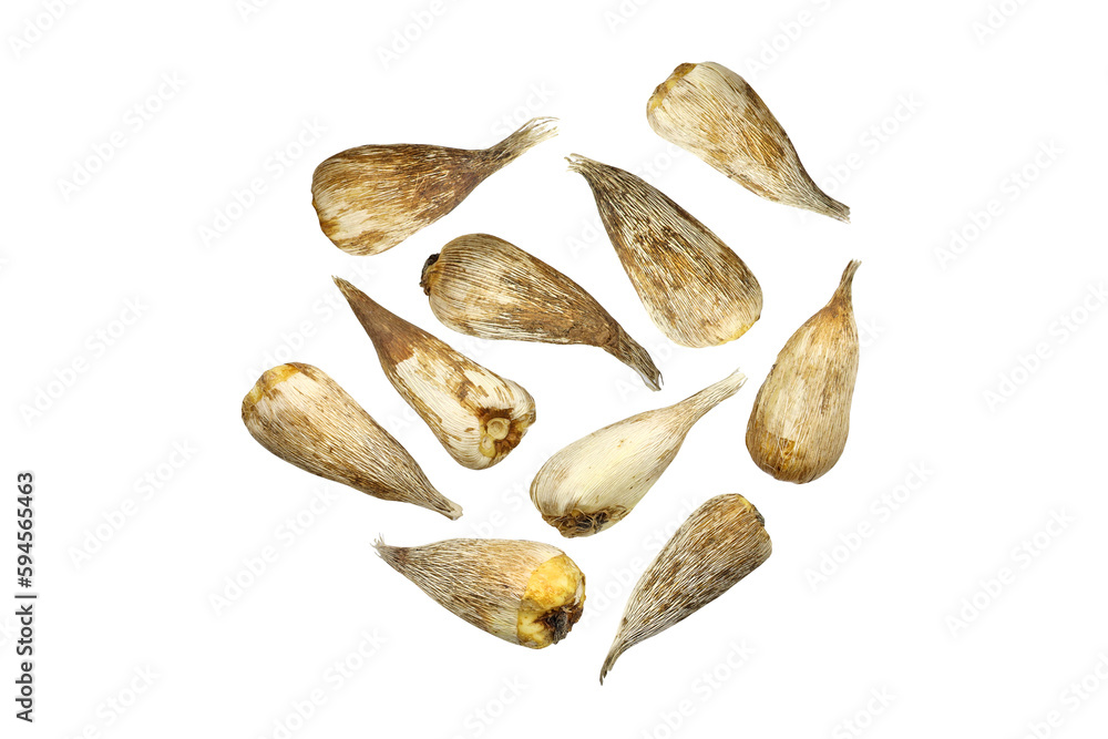 freesia bulbs on white background top view. Pile of flower bulbs. Small freesia bulbs for planting in the ground close-up isolated. freesia bulbs on white background top view. Pile of flower bulbs. Small freesia bulbs for planting in the ground close-up isolated.