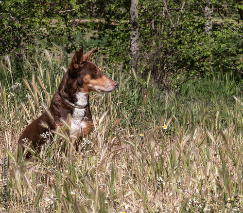 Small brown dog sat on the ground surrounded by grass in a sad mood