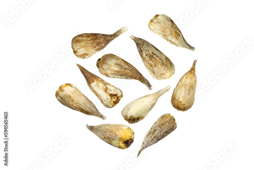 freesia bulbs on white background top view. Pile of flower bulbs. Small freesia bulbs for planting in the ground close-up isolated.