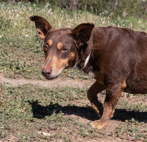 Portrait of a sad small and brown dog looking to the camera
