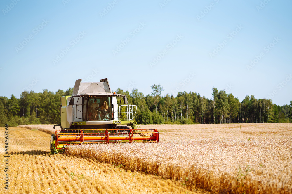Obraz premium Modern industrial combine harvester harvests wheat cereals on a summer day. Grain harvester. Concept of agriculture, gardening. Time to harvest!