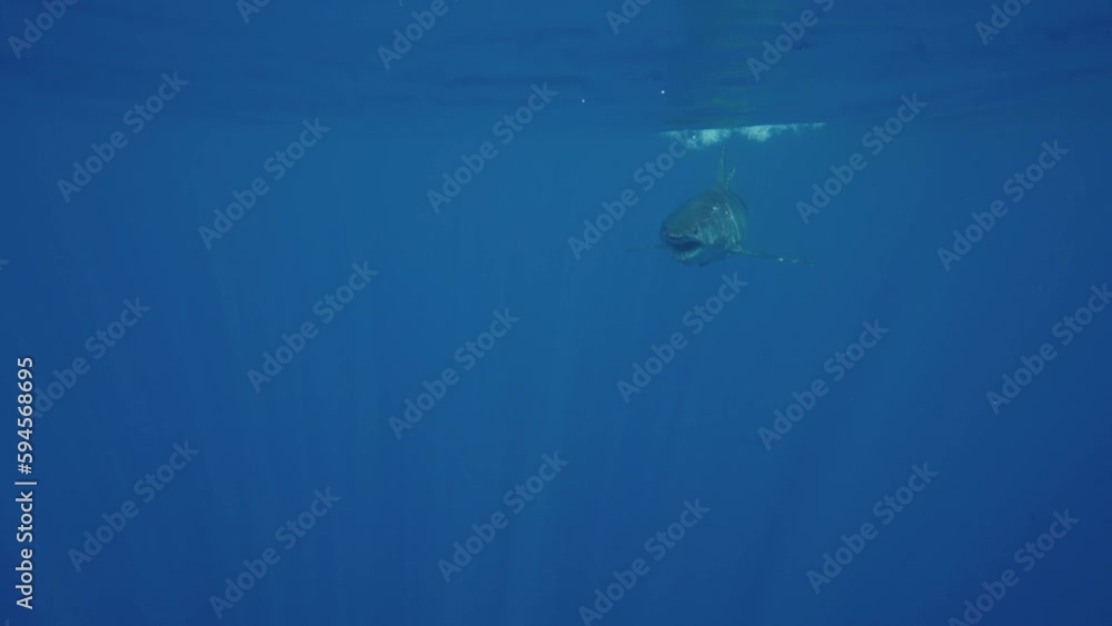 Closeup of great white shark mako swimming underwater in front of