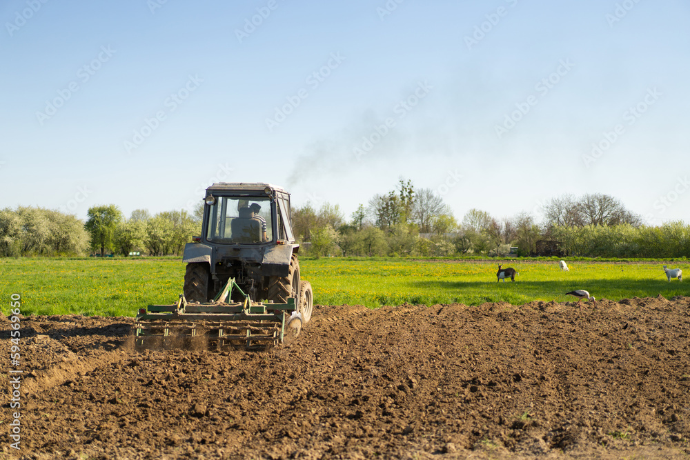 Obraz premium The tractor drives across the field and cultivates the land. Agricultural vehicle works in countryside. Sowing is the process of planting seeds in the ground as part of the early spring time