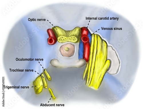 The top view and crossed sectional view of cavernous sinus