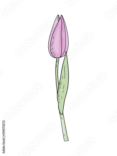 Hand-drawn vector spring pink tulip with foliage isolated on white background for wedding design, floral greeting cards, posters.