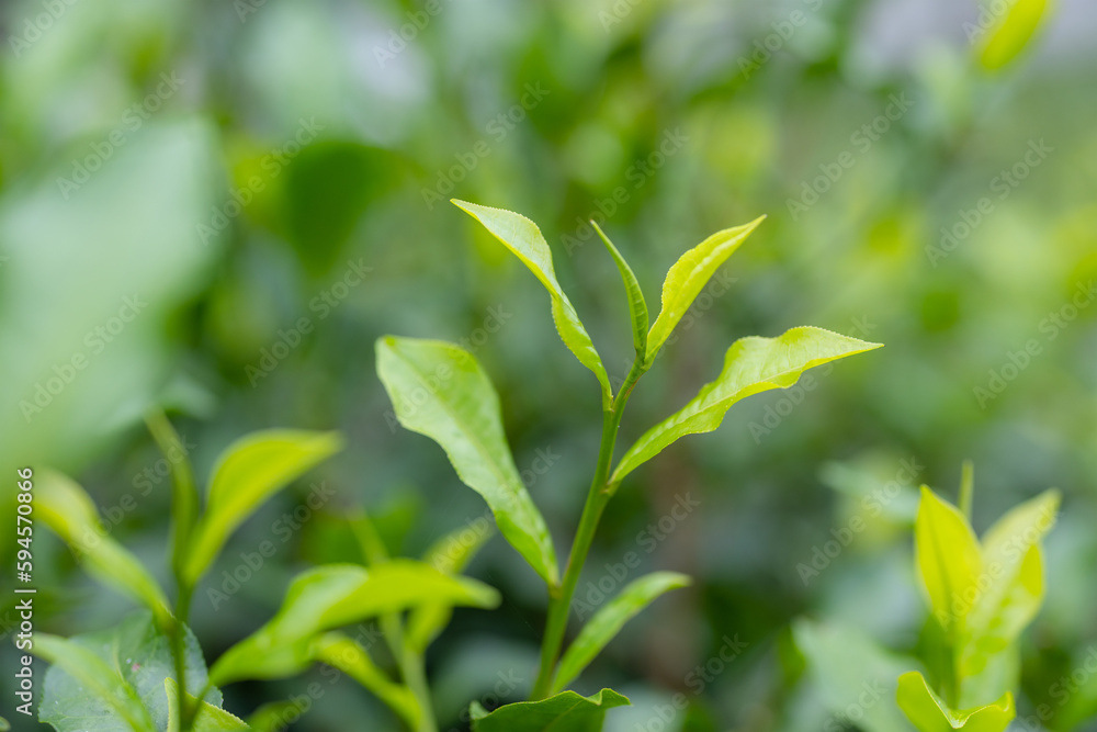 Close up of the green tea tree
