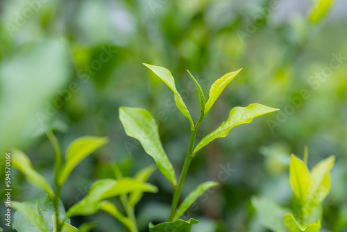 Close up of the green tea tree