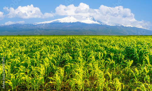  beautiful summer corn shiny field with green growth and amazing high mountain with snow and white clouds with deep blue cloudy sky on background