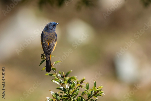 A Redstart bird taking rest on a tree top. photo