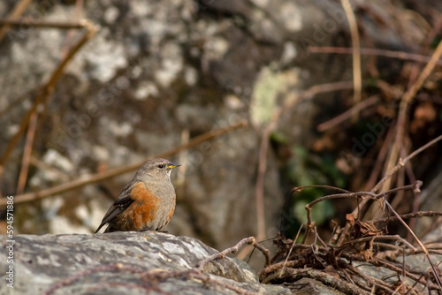 Alpine accentor bird resting on a rock at Chopta Valley.
