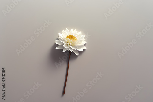 dry flower on white background4 photo