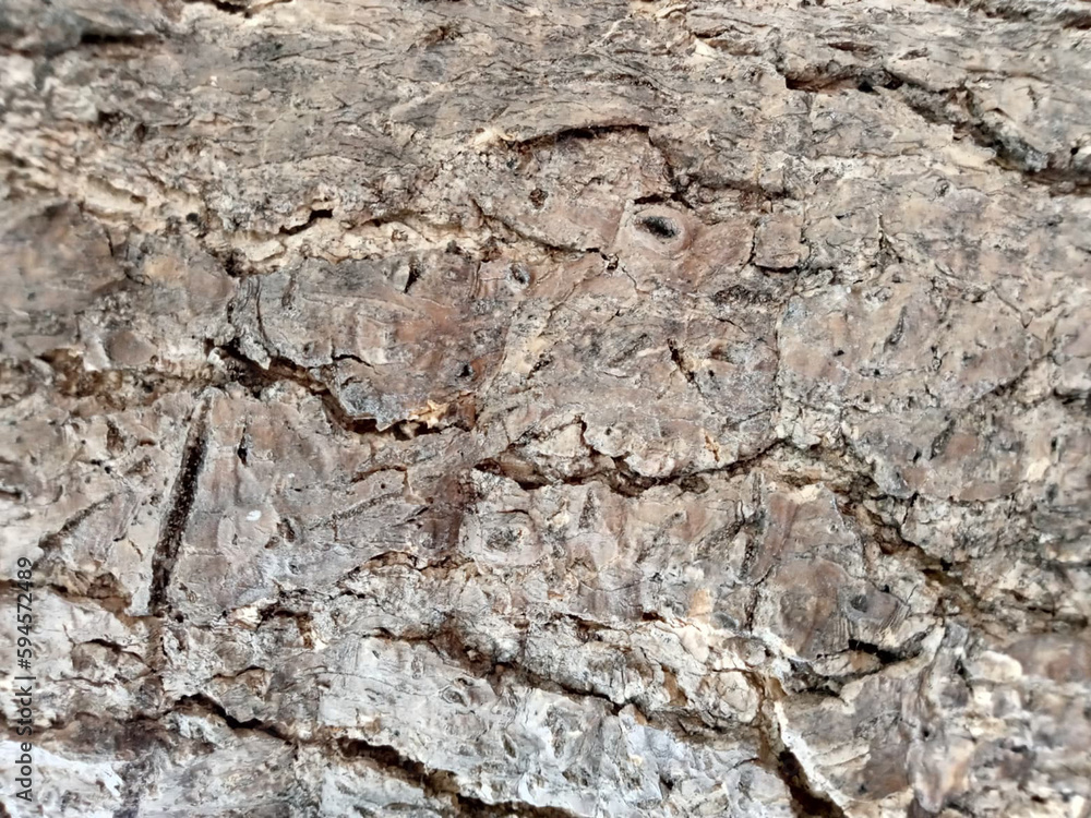 The surface of the old trees has many cracks. The surface of the old trees has many cracks.