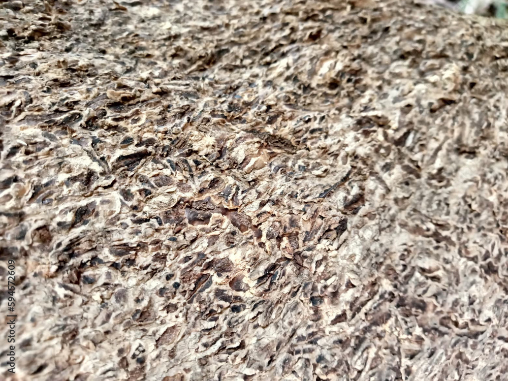 The surface of the old trees has many cracks. The surface of the old trees has many cracks.