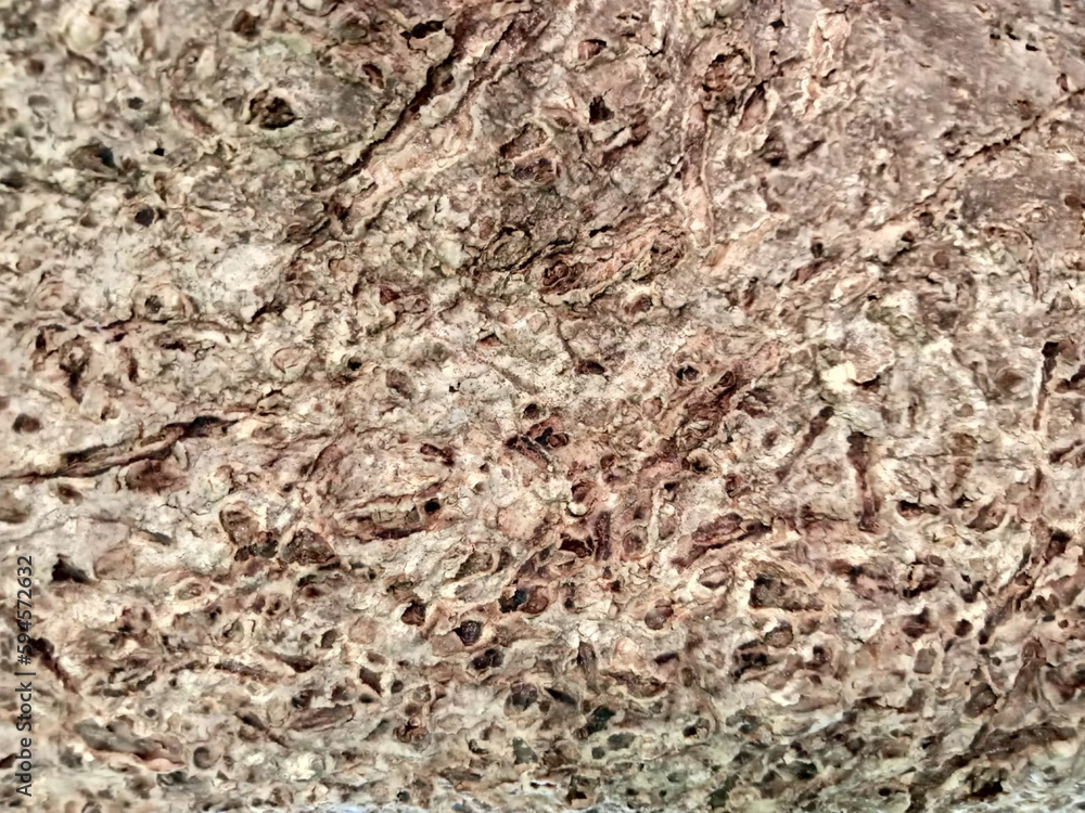 The surface of the old trees has many cracks. The surface of the old trees has many cracks.
